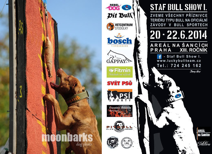 Focení psů ateliér Praha, profesionální fotograf Praha, Staf bull show Praha 2014