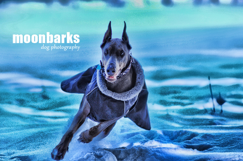 Um�leck� fotografie ps� - Fotograf ps� Praha www.moonbarks.cz