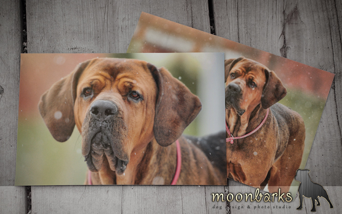 Profesion�ln� fotograf ps� Praha 4 - www.moonbarks.cz