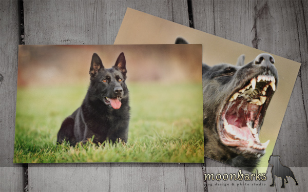 Profesion�ln� fotograf ps� Praha 4 - www.moonbarks.cz