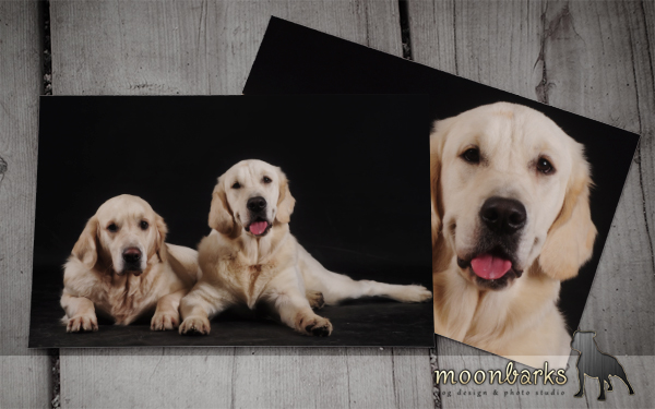 Profesion�ln� fotograf ps� Praha 4 - www.moonbarks.cz