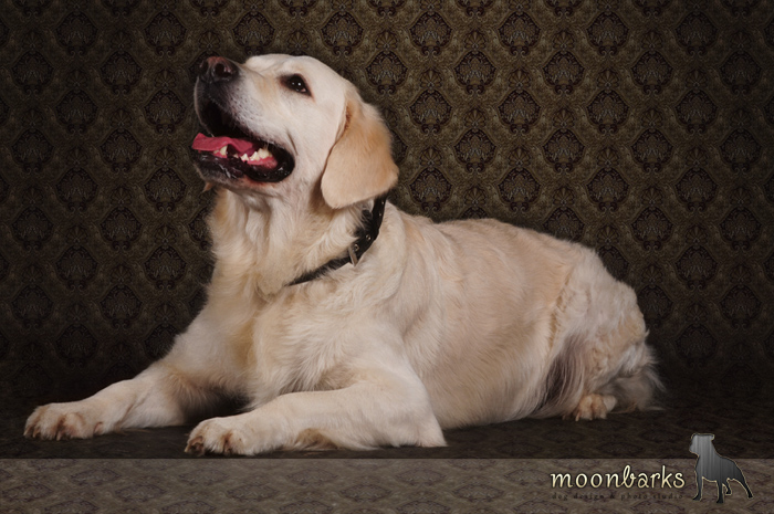 Profesion�ln� fotograf ps� Praha 4 - www.moonbarks.cz