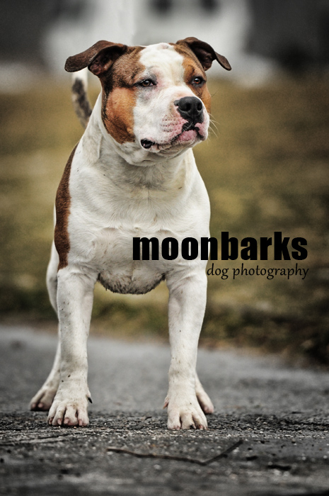 Focen� ps� Praha foptograf ps� by moonbarks