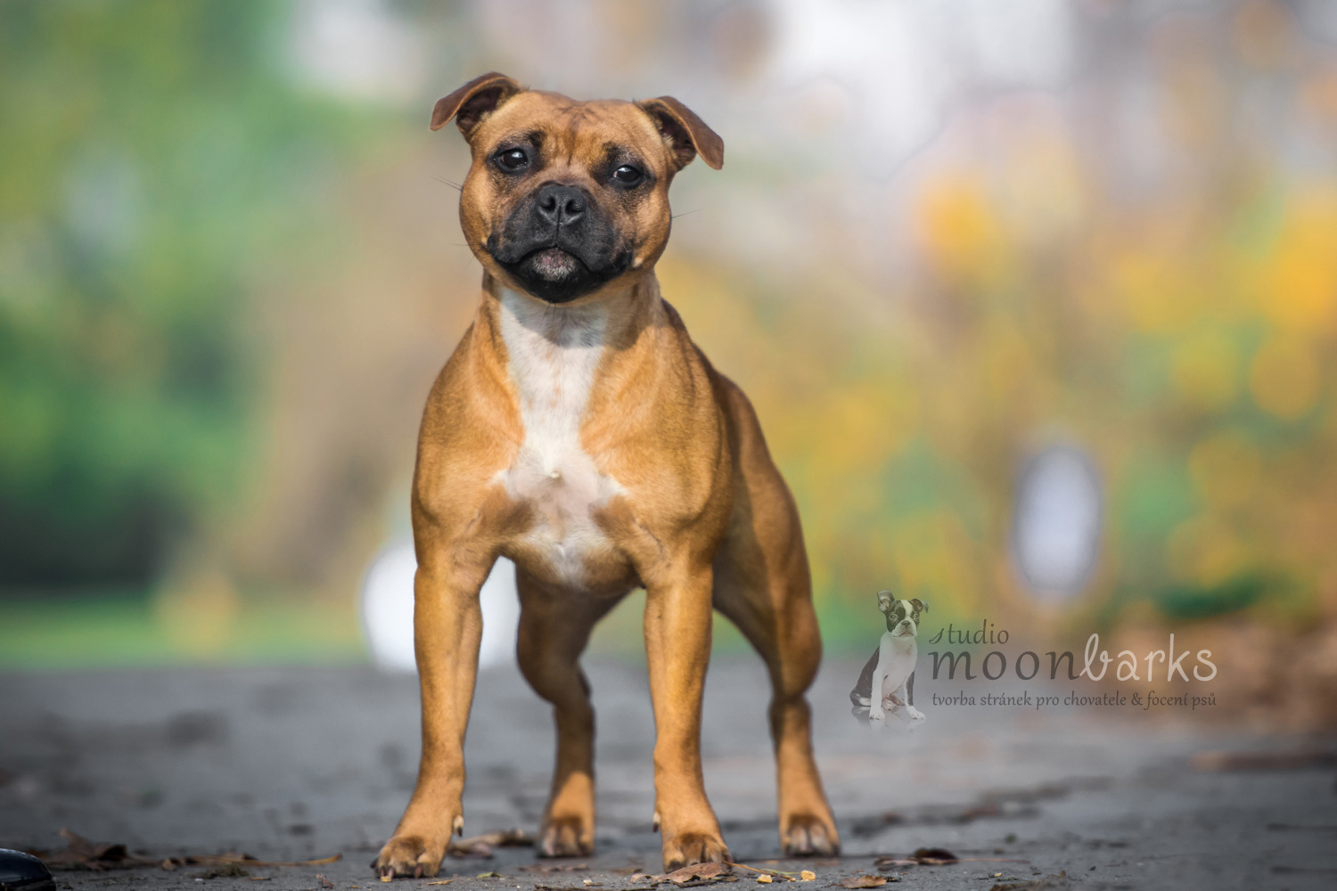 Focen� ps� ateli�r Praha, profesion�ln� fotograf Praha, Staf bull show Praha 2014