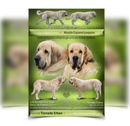 Dog design flyer